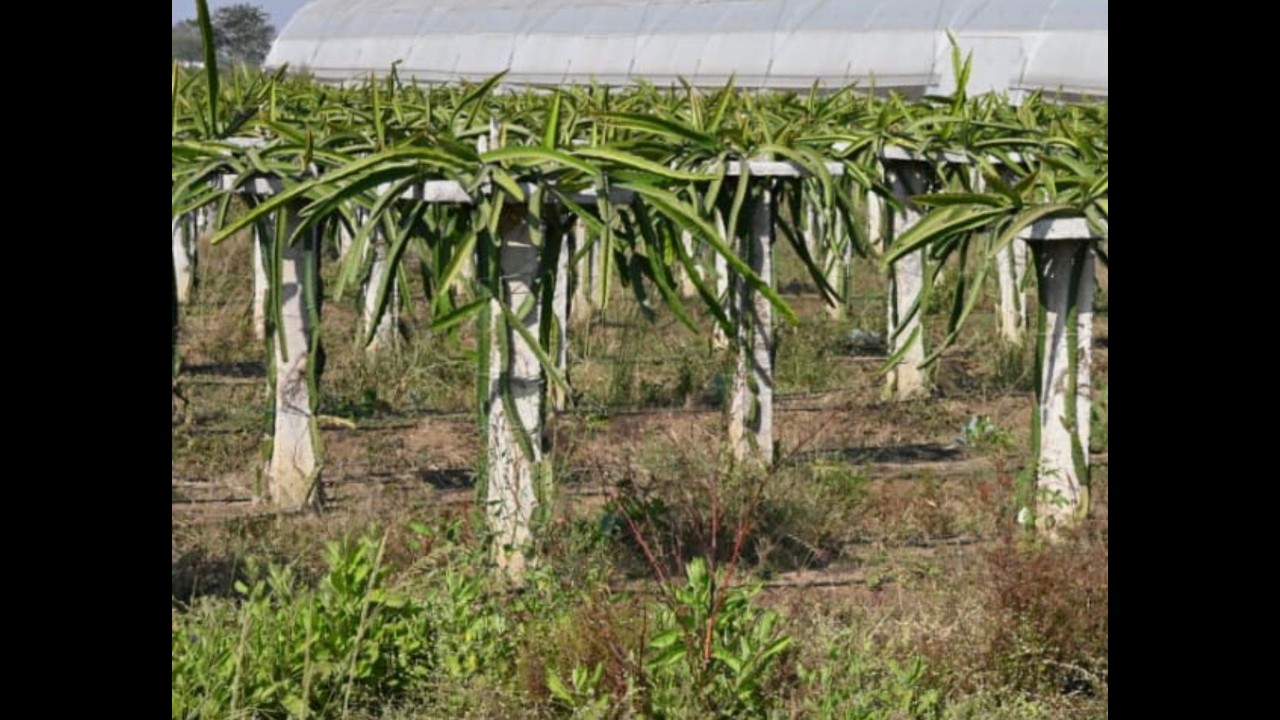 Dragon Fruit Farming