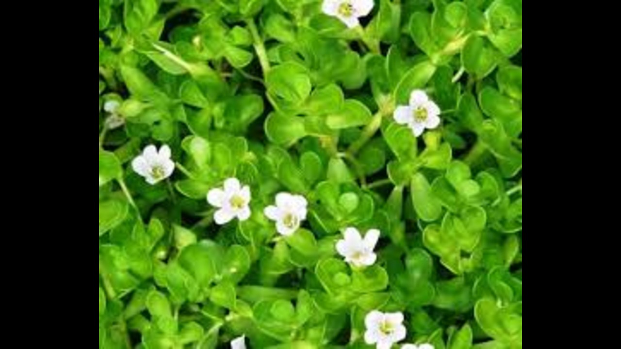 ब्राह्मी दूध: नींद और याददाश्त सुधारने के लिए रोज़ाना इस तरीके से पिएं